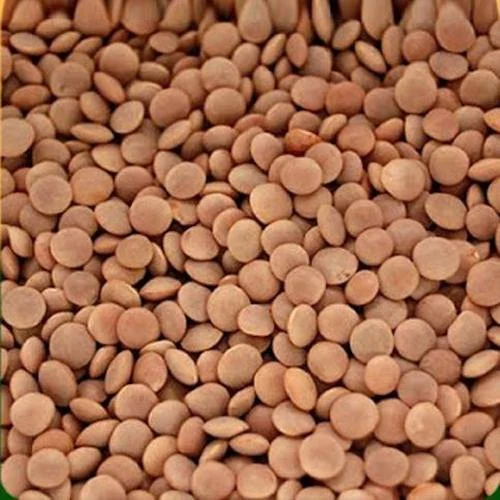 red-lentil-crimson-thumb-1255332-500x500